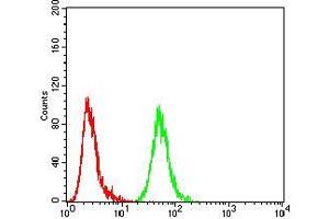 Flow cytometric analysis of MCF-7 cells using ANXA5 mouse mAb (green) and negative control (red). (Annexin V antibody  (AA 160-320))