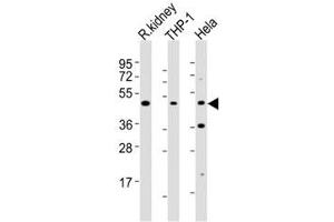 Western blot testing of BMP2 antibody at 1:2000 dilution. (BMP2 antibody)