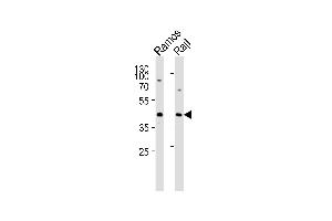 Western blot analysis of lysates from Ramos,RajI cell line (from left to right),using p47 phox Antibody (Ab-304)(ABIN483362 and ABIN1532746). (NCF1 antibody)