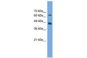 AGK antibody used at 0. (Acylglycerol Kinase antibody  (N-Term))