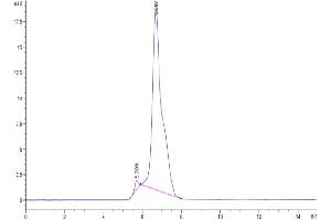 The purity of Cynomolgus FLT3 is greater than 95 % as determined by SEC-HPLC. (FLT3 Protein (AA 28-541) (Fc Tag))