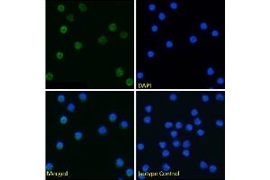 Immunofluorescence staining of fixed mouse splenocytes with anti-Tim-4 antibody 5G3. (Recombinant TIMD4 antibody)