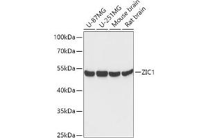 Western blot analysis of extracts of various cell lines, using ZIC1 antibody (ABIN7271537) at 1:1000 dilution. (ZIC1 antibody  (AA 120-210))