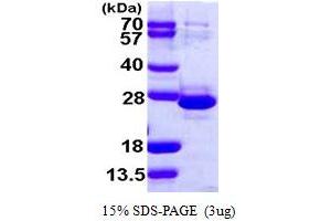 Transcription Elongation Factor A (SII)-Like 1 (TCEAL1) (AA 1-159) protein (His tag)