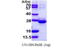 SDS-PAGE (SDS) image for Transcription Elongation Factor A (SII)-Like 1 (TCEAL1) (AA 1-159) protein (His tag) (ABIN667458) (TCEAL1 Protein (AA 1-159) (His tag))