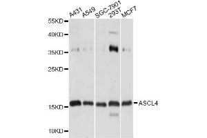 Western blot analysis of extracts of various cell lines, using ASCL4 antibody. (ASCL4 antibody)