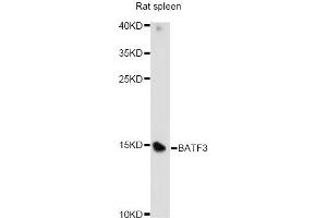 Western blot analysis of extracts of rat spleen, using BATF3 antibody. (BATF3 antibody)