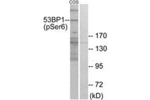 Western blot analysis of extracts from COS7 cells treated with insulin 0. (TP53BP1 antibody  (pSer6))