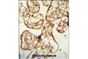 PSG9 Antibody (Center) (ABIN654403 and ABIN2844144) immunohistochemistry analysis in formalin fixed and paraffin embedded human placenta tissue followed by peroxidase conjugation of the secondary antibody and DAB staining. (PSG9 antibody  (AA 108-137))