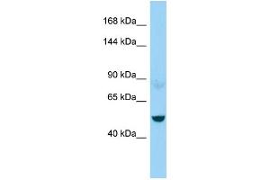 WB Suggested Anti-NEFM Antibody Titration: 1.