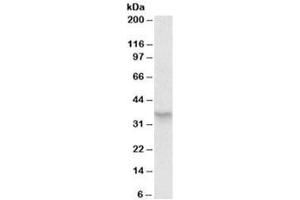 Western blot testing of HeLa lysate with PAF1 antibody at 0. (PAF1/PD2 antibody)