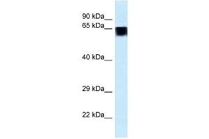 Western Blot showing FAM161A antibody used at a concentration of 1. (FAM161A antibody  (C-Term))