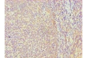 Immunohistochemistry of paraffin-embedded human tonsil tissue using ABIN7152857 at dilution of 1:100