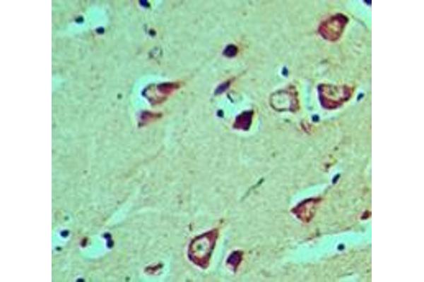 HES5 antibody  (AA 1-50)