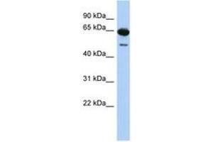 Image no. 1 for anti-Deleted in Azoospermia 1 (DAZ1) (N-Term) antibody (ABIN6744301) (DAZ1 antibody  (N-Term))