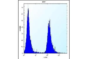 SERPINE1 Antibody (Center) (ABIN656843 and ABIN2846050) flow cytometric analysis of  cells (right histogram) compared to a negative control cell (left histogram). (PAI1 antibody  (AA 188-216))