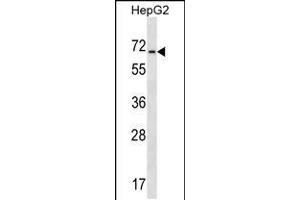 Western blot analysis in HepG2 cell line lysates (35ug/lane). (ACCN4 antibody  (N-Term))