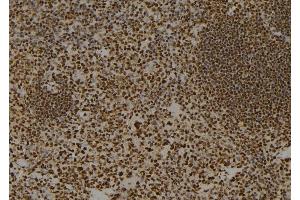 ABIN6274017 at 1/100 staining Mouse spleen tissue by IHC-P. (H2AFZ antibody)