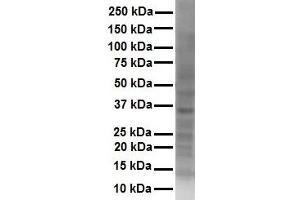 WB Suggested Anti-SOX2 antibody Titration: 1 ug/mL Sample Type: Human Hela (SOX2 antibody  (Middle Region))