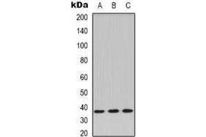 Western blot analysis of PPP2CA expression in Jurkat (A), L929 (B), A549 (C) whole cell lysates.