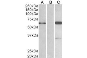 Image no. 1 for anti-BAI1-Associated Protein 2 (BAIAP2) (C-Term), (Isoform 3) antibody (ABIN374111) (BAIAP2 antibody  (C-Term, Isoform 3))