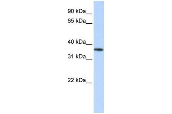 OR13C5 antibody  (Middle Region)