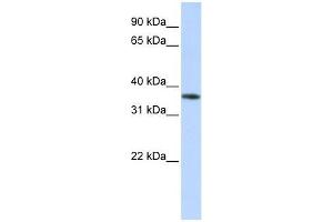 OR13C5 antibody used at 0. (OR13C5 antibody  (Middle Region))