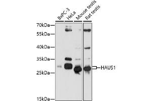 Western blot analysis of extracts of various cell lines, using H antibody (ABIN7267564) at 1:1000 dilution. (HAUS1 antibody  (AA 120-250))