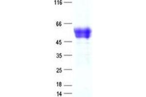 Validation with Western Blot (PLA2G7 Protein (DYKDDDDK Tag))