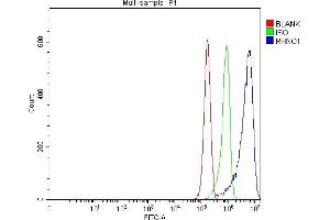 Flow Cytometry analysis of RT4 cells using anti-RHNO1 antibody (ABIN7603234). (RHNO1 antibody  (N-Term))