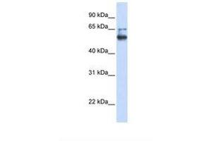 Image no. 1 for anti-Membrane Bound O-Acyltransferase Domain Containing 7 (MBOAT7) (AA 326-375) antibody (ABIN6738625) (MBOAT7 antibody  (AA 326-375))