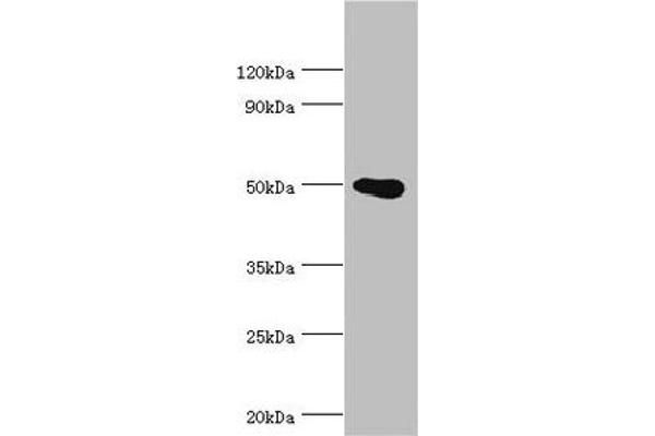 PRMT2 antibody  (AA 1-300)