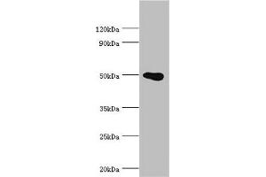 Western blot All lanes: PRMT2 antibody at 4 μg/mL + HL60 whole cell lysate Secondary Goat polyclonal to rabbit IgG at 1/10000 dilution Predicted band size: 50, 32, 38, 33, 34, 26, 32 kDa Observed band size: 50 kDa (PRMT2 antibody  (AA 1-300))
