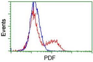 HEK293T cells transfected with either RC205788 overexpress plasmid (Red) or empty vector control plasmid (Blue) were immunostained by anti-PDF antibody (ABIN2454639), and then analyzed by flow cytometry. (GDF15 antibody)