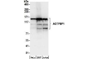 anti-ATP/GTP Binding Protein 1 (AGTPBP1) (AA 1176-1226) antibody