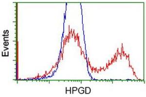 Image no. 1 for anti-Hydroxyprostaglandin Dehydrogenase 15-(NAD) (HPGD) antibody (ABIN1496361) (HPGD antibody)