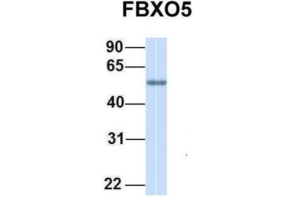 FBXO5 antibody  (C-Term)