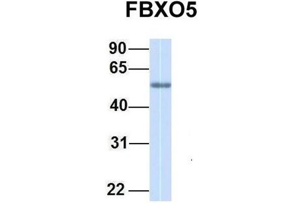 FBXO5 Antikörper  (C-Term)