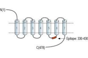 anti-Cholinergic Receptor, Muscarinic 4 (CHRM4) (3rd Intracellular Loop), (AA 330-340) antibody