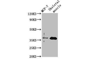 Western Blot Positive WB detected in: MCF-7 whole cell lysate, Rat skeletal muscle tissue All lanes: FBP2 antibody at 3. (FBP2 antibody  (AA 283-339))