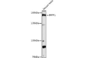 Western blot analysis of extracts of Mouse testis, using BRPF1 Rabbit pAb (ABIN7265938) at 1:1000 dilution.