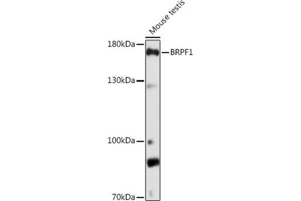 BRPF1 antibody  (AA 1-200)