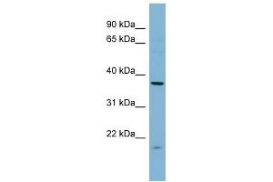 WB Suggested Anti-FNTA Antibody Titration:  0. (FNTA antibody  (N-Term))