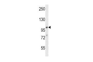 A1 Antibody (C-term) (ABIN657826 and ABIN2846793) western blot analysis in 293 cell line lysates (35 μg/lane). (alpha Adaptin antibody  (C-Term))