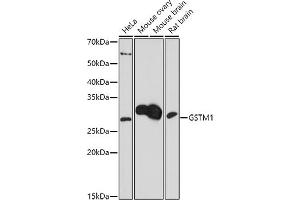 Western blot analysis of extracts of various cell lines, using (ABIN7267443) at 1:1000 dilution. (GSTM1 antibody  (AA 1-181))