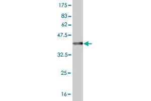 Western Blot detection against Immunogen (36. (HOXA5 antibody  (AA 171-270))
