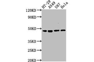 Western Blot Positive WB detected in: HT-29 whole cell lysate, A549 whole cell lysate, U87 whole cell lysate, Hela whole cell lysate All lanes: DPEP1 antibody at 1:2000 Secondary Goat polyclonal to rabbit IgG at 1/50000 dilution Predicted band size: 46 kDa Observed band size: 46 kDa (DPEP1 antibody  (AA 23-252))