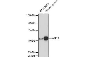 Western blot analysis of extracts of various cell lines, using WIPF1 Rabbit pAb (ABIN7271348) at 1:1000 dilution. (WIPF1 antibody  (AA 400-500))