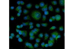 IF analysis of Bag5 using anti-Bag5 antibody (ABIN5518812).