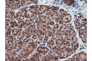 Image no. 3 for anti-Haloacid Dehalogenase-Like Hydrolase Domain Containing 1 (HDHD1) antibody (ABIN1498625) (HDHD1 antibody)